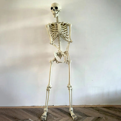 Posable Skeleton Bones Prop